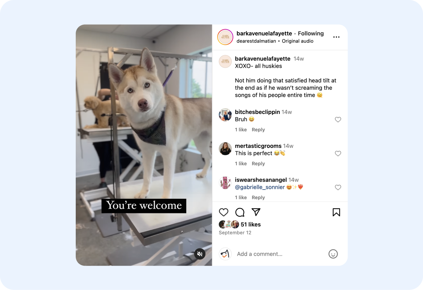 bark avenue instagram