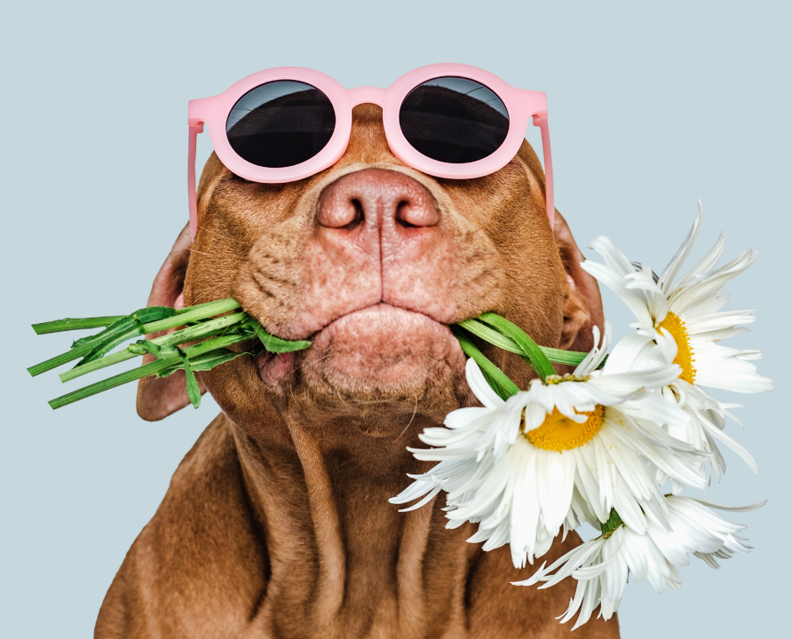 dog and flower 